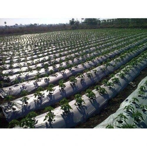 Mulching Paper - Best Quality Mulching Sheet (1.2 Meter, 4 Ft) 400 Meters Length - Image 6