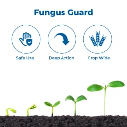 IIL Prism Thiophanate Methyl 70% WP Fungicide, Broad-Spectrum Systemic Fungicide with Protective and Curative Action 3