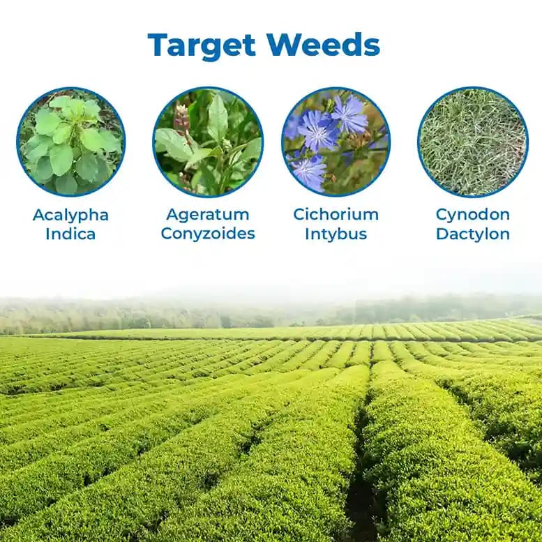 Gly-71 Herbicide - Ammonium Salt of Glyphosate 71% SG - Image 3