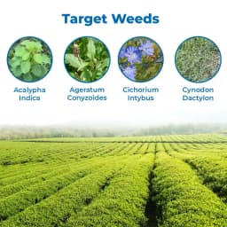 Gly-71 Herbicide - Ammonium Salt of Glyphosate 71% SG 3