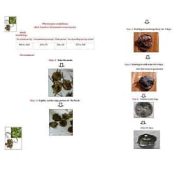 RK Seeds Red Sandalwood Seeds , Red Sandel , Lal Chandan , Pterocarpus santalinus Seeds , Redsandal Tree Seeds , Red Sandalwood tree Seeds plantation 3