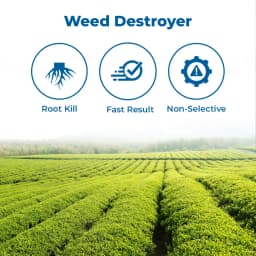 जेयू ग्लाइफो-71, ग्लाइफोसेट 71% एसजी, गैर-चयनात्मक खरपतवारनाशक, चाय और गैर-फसल क्षेत्रों में विभिन्न प्रकार के खरपतवारों के नियंत्रण के लिए 3