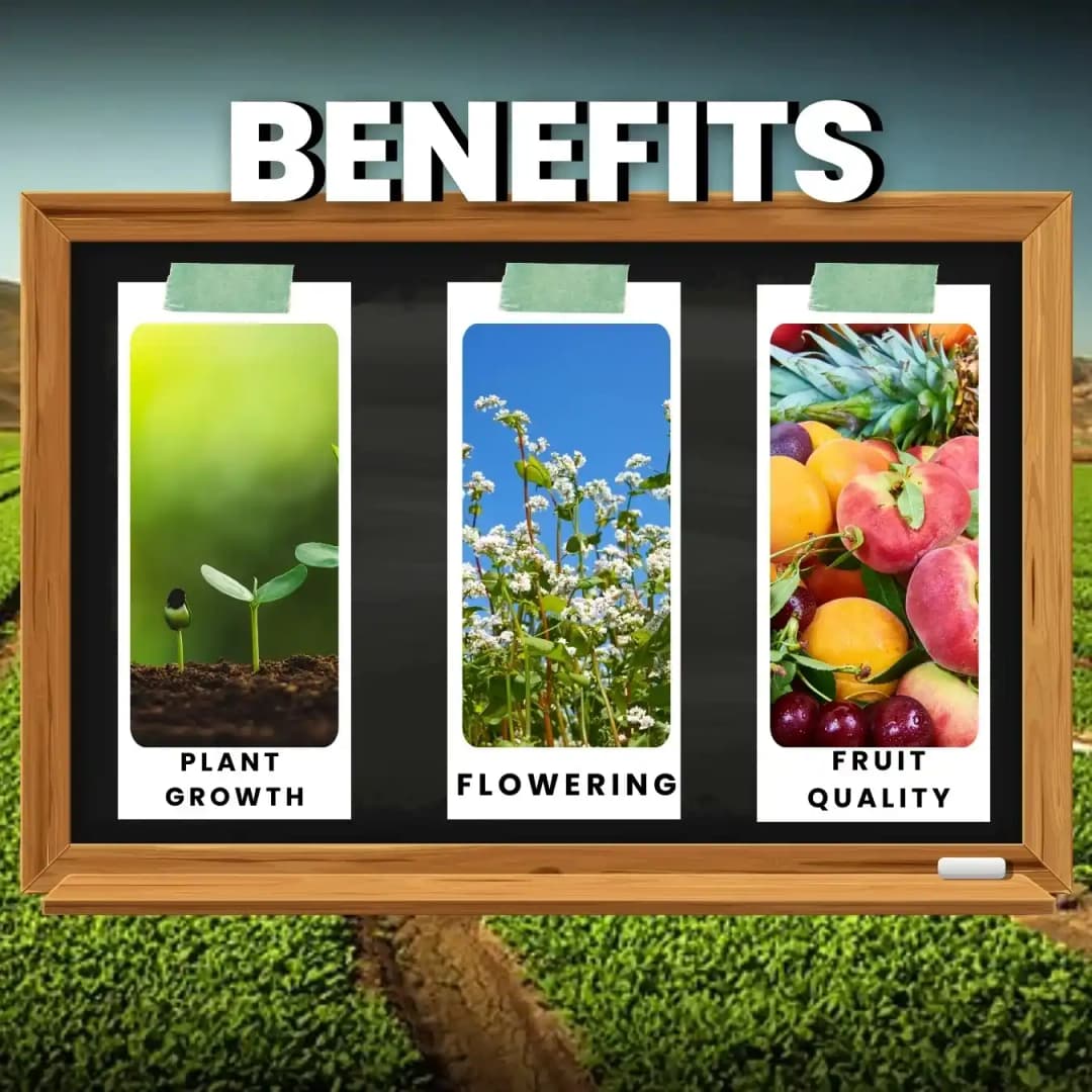 Katyayani Bhannaat Biostimulant Plant Growth Promoter, Increases Plant Resistance - Image 4