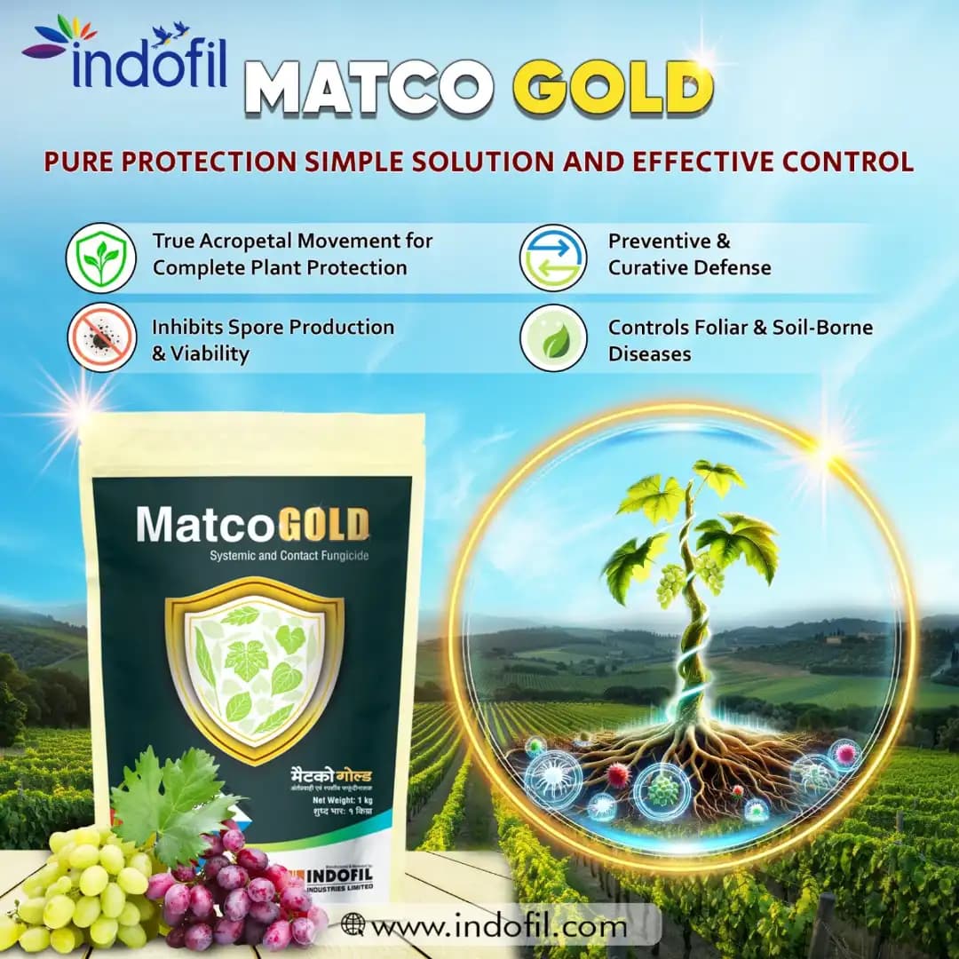 Indofill Matco Gold Metalaxyl-M 4% + Mancozeb 64% WP Fungicide, Effective For Downy Mildew And Late Blight - Image 3