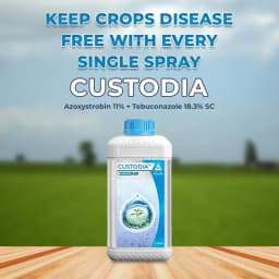 Adama Custodia Fungicide - Azoxystrobin 11% + Tebuconazole 18.3% SC 2