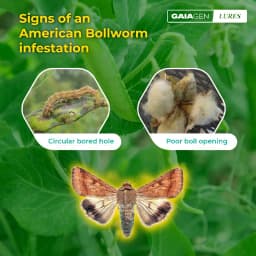 Gaiagen Pheromone Lure For American Bollworm (Helicoverpa Armigera) And Insect Funnel Traps, IMO Certified 8