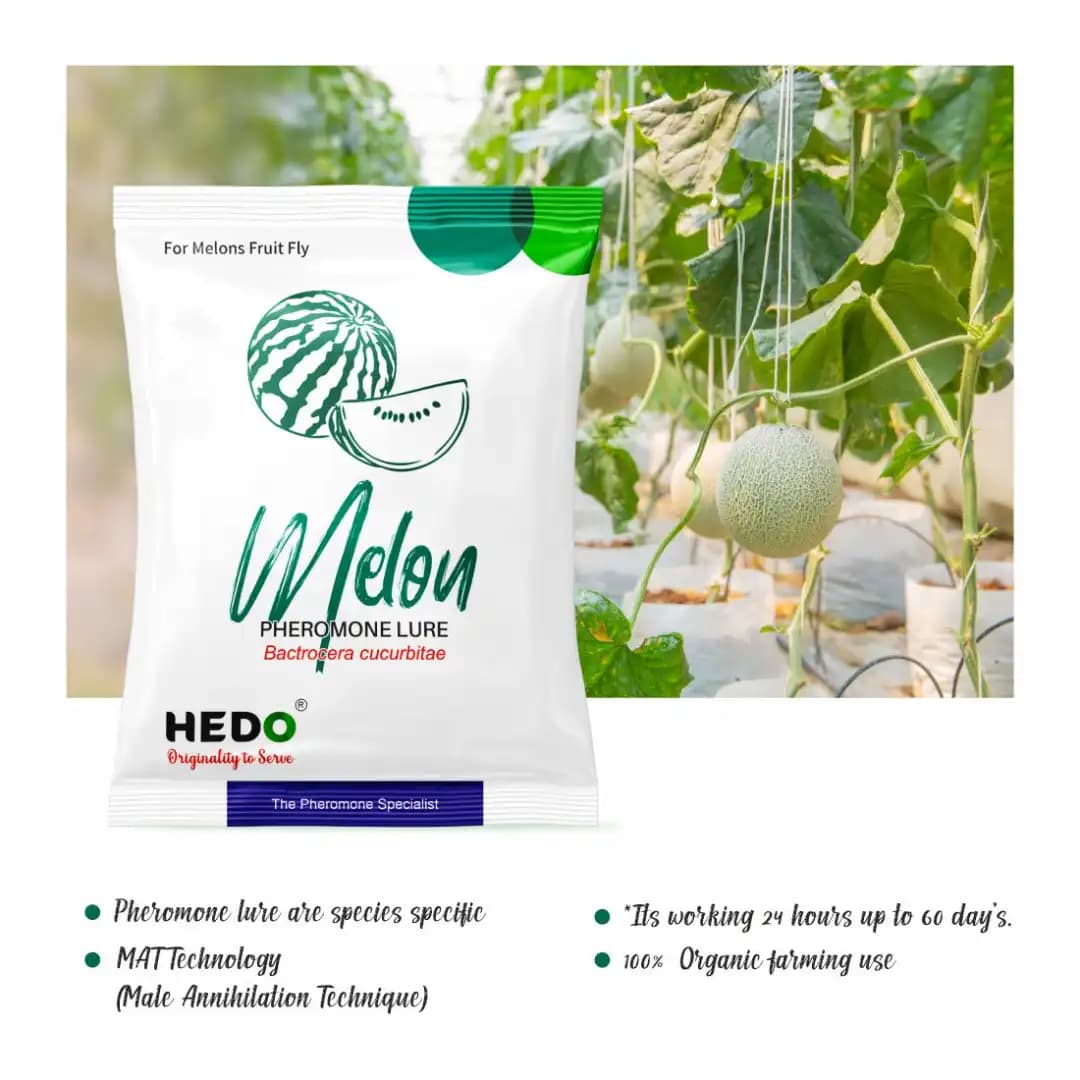 HEDO Pheromone Trap With Melon Fruit Lure (Bactrocera Cucurbitae) Control Melon Fly For Cucumber, Bottle Gourd, Bitter Gourd, Pumpkin, Water Melon - Image 3