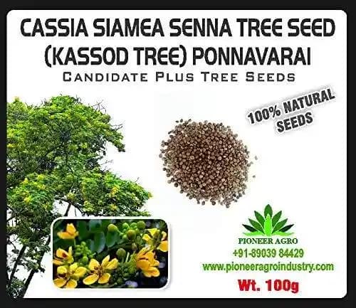 Bokashi Bran Cassia Siamea Senna Seeds Ponnavarai Seeds
