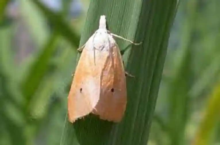 फनल ट्रैप के साथ वाईएसबी ल्यूर (स्किर्पोफेगा इनसर्टुलस) पीला तना छेदक, चावल और बैंगन फल और तना छेदक मॉथ के लिए उपयोगी। - Image 5