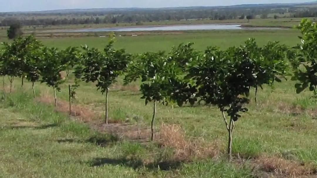 SRI SAI FORESTRY Karanja (Millettia Pinnata) Indian Beach Tree, Pongamia Pinnata, Pongame oil tree, Liquid Fuel Tree Seeds - Image 3