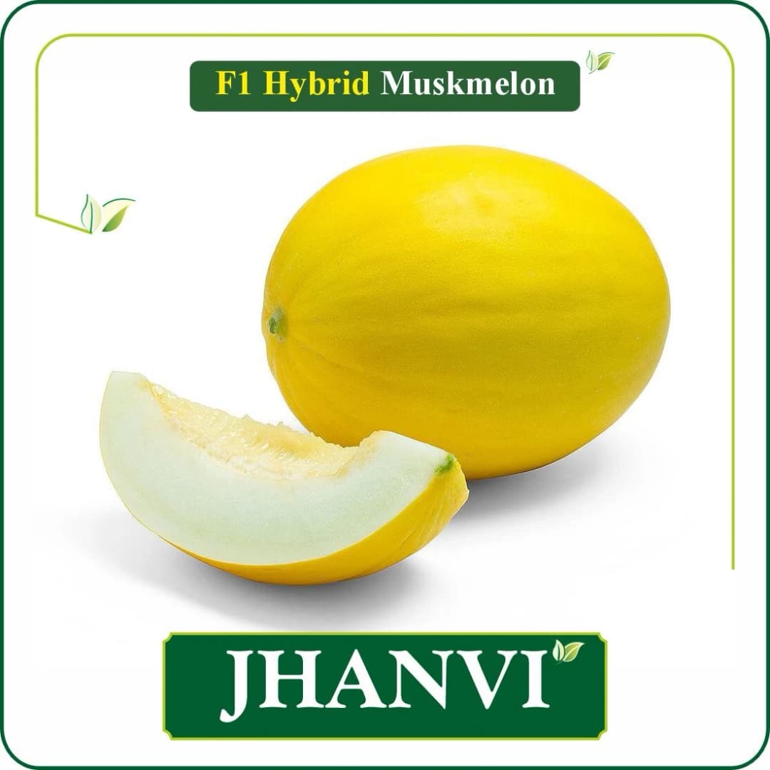 Sagar JHANVI F1 Hybrid Muskmelon Seeds, High Yield, Fusarium Resistance And Sweet Oblong Fruits - Image 2