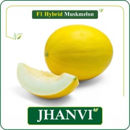 Sagar JHANVI F1 Hybrid Muskmelon Seeds, High Yield, Fusarium Resistance And Sweet Oblong Fruits 2