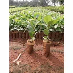 SRI SAI FORESTRY - Teak wood seeds (Sagwan) Tree Seeds, Excellent For Germination 4