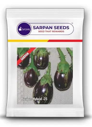 Sarpan F1 Hybrid Brinjal Seeds, Brinjal-25, High Yielding, Best In Germination - Image 2