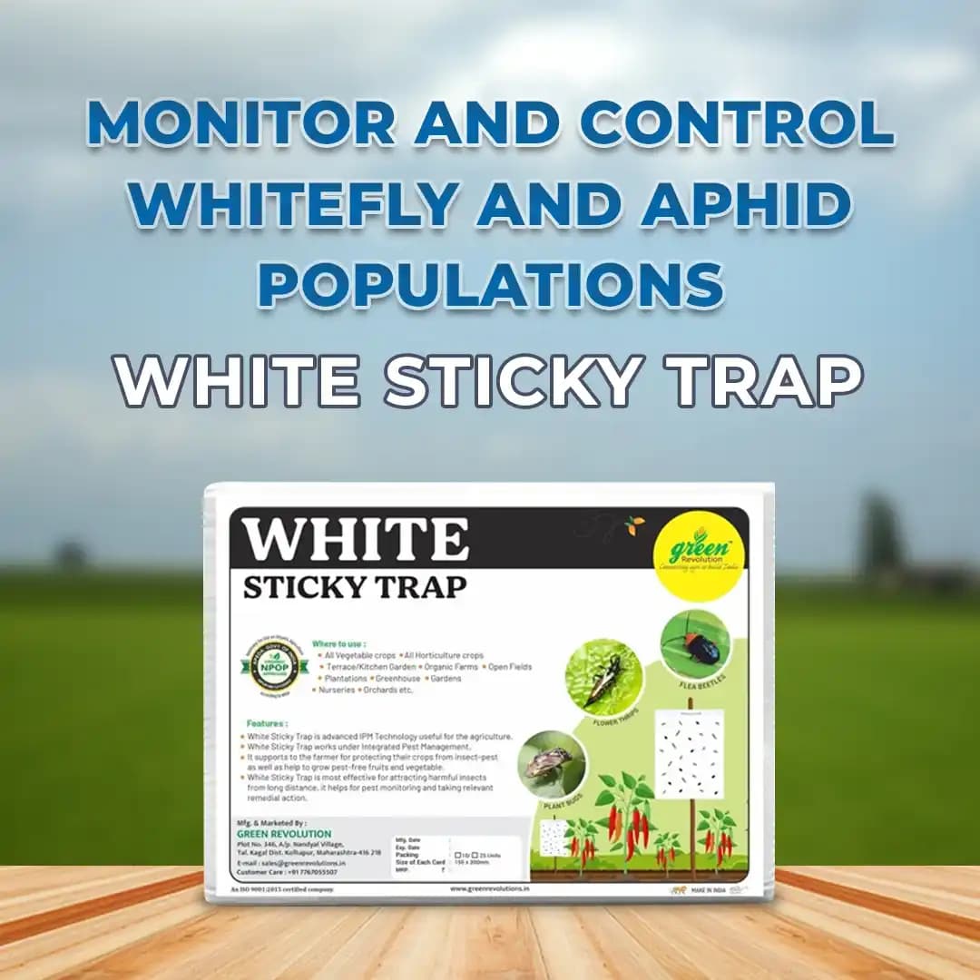 Green Revolution White Sticky Traps A5 Size, Recommended For Flower Thrips Or Black Thrips. - Image 2