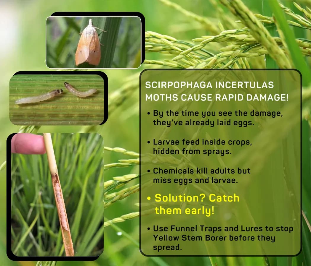 Chipku Pheromone Trap Funnel With Scriptophaga Incertulas Lure To Catch Insect, Moth Yellow Rice Stem Borer (YSB) - Image 5