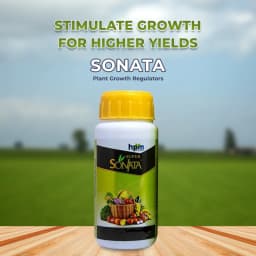 HPM Super Sonata (Plant Growth Regulators) Promotes Flowering and Reduces Flower Drop, Improves Fruit and Grain Quality 2