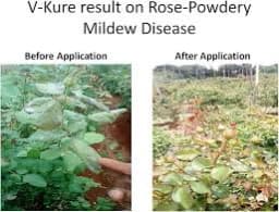 V Kure Bactericide & Fungicide Special, 100 % organic , Combination Of Eugenol, Thymol, potassium salts, cationic surface agent, sodium salts. 6