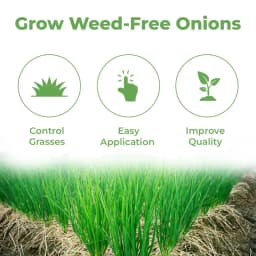 Adama Dekel Propaquizafop 5% + Oxyflurofen 12% EC, Broad Spectrum Herbicide for Both Types of Grasses and Broad Leaved Weeds in Onion Crop 3