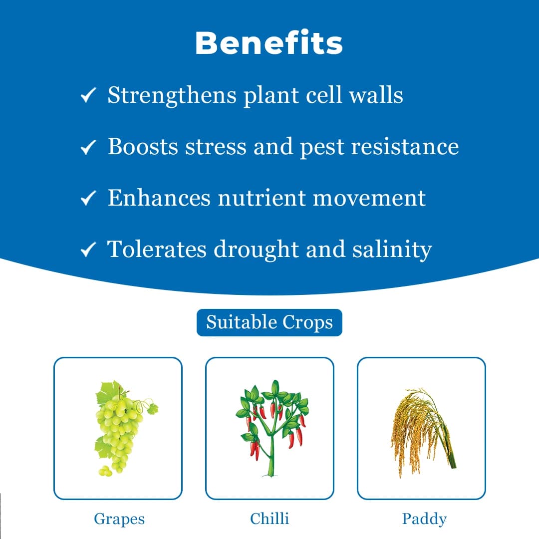 Orthol-02 Ortho Silicic Acid 2%, Improves Fruit Development And Quality, Best For Paddy, Sugarcane, Cotton, Tomato, Grapes, Apple, Citrus Crops - Image 4