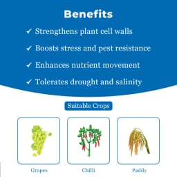 Orthol-02 Ortho Silicic Acid 2%, Improves Fruit Development And Quality, Best For Paddy, Sugarcane, Cotton, Tomato, Grapes, Apple, Citrus Crops 4