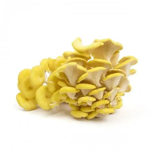 SporeKart Yellow Oyster Mushroom Spawn, Cost Effective, High Quality Cultivation Of Mushroom - Image 2