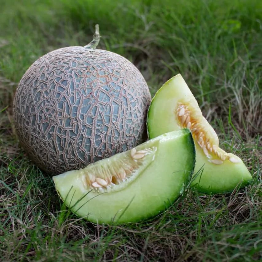 Sagar GREEN GLORY F1 Hybrid (Japan Melons) Muskmelon Seeds, High TSS And Uniform Fruits - Image 2