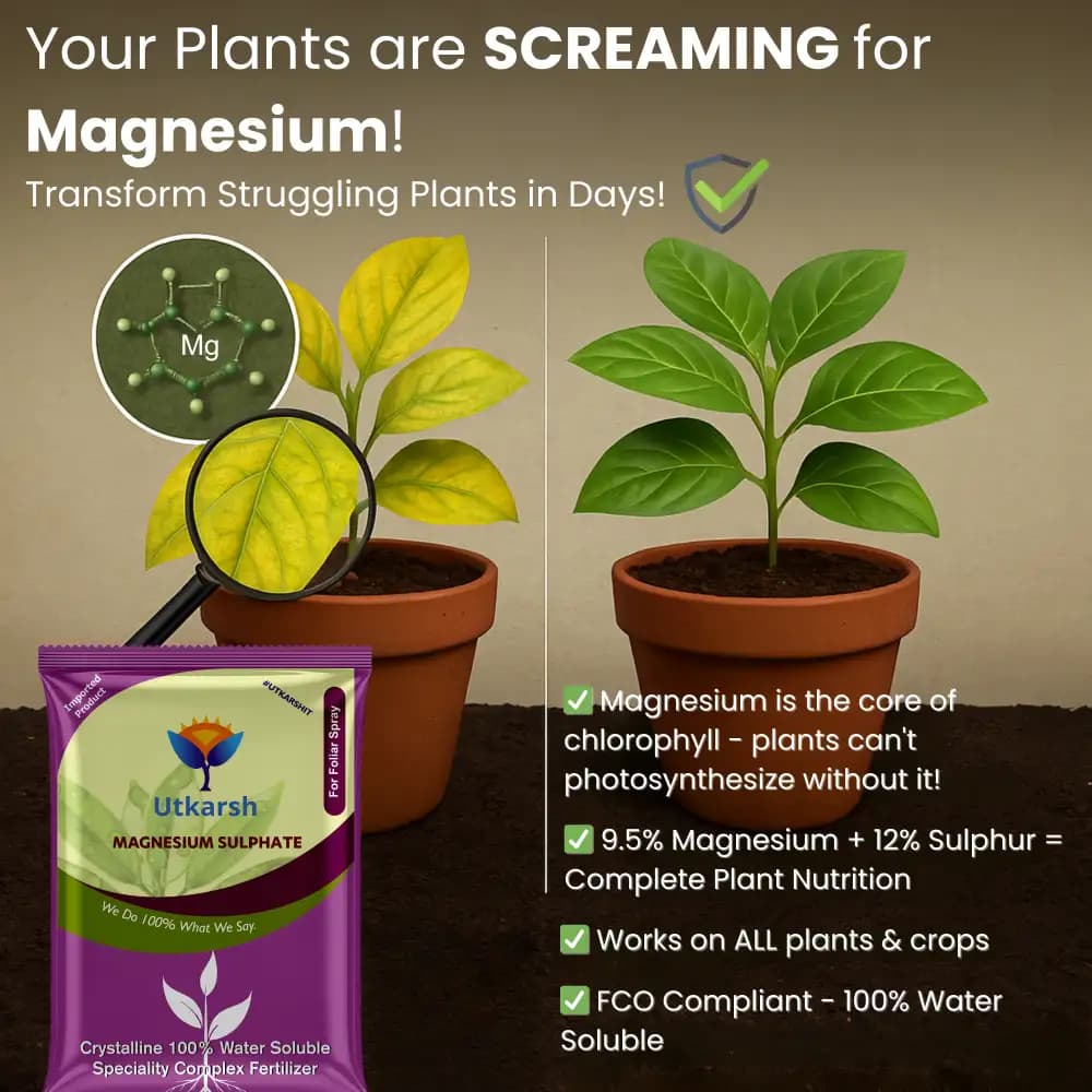 Utkarsh Magnesium Sulphate (Epsom Salt) (MgSO4.7H2O), Magnesium (as Mg) 9.5% and Sulphur (as S) 12% - Image 2