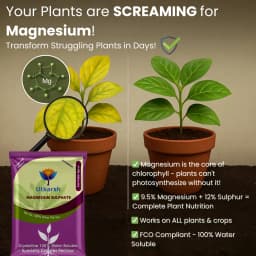 Utkarsh Magnesium Sulphate (Epsom Salt) (MgSO4.7H2O), Magnesium (as Mg) 9.5% and Sulphur (as S) 12% 2