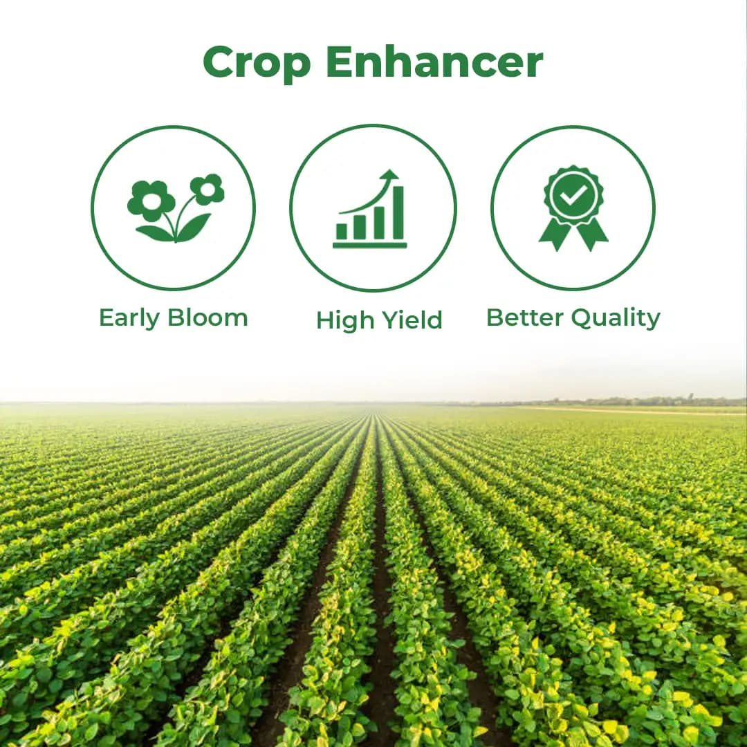 Bayer Ethrel - Plant Growth Regulator - Image 3
