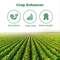 Bayer Ethrel Ethephon 39% SL, Plant Growth Regulator, Which Improves Colouration And Accelerates Uniform Ripening Of Fruits 3
