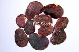 RK Seeds - Butea Monosperma Seeds , Palash seed, Flame Of Forest Tree Seeds - Ornamental Seeds Avenue Tree Seeds - Flowering Tree Seeds for planting 3