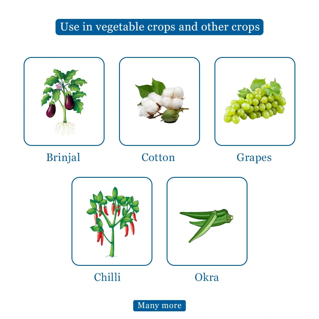 Parijat Perform Emamectin Benzoate 5% SG Insecticide, Use for Cotton, Okra, Cabbage, Chilli, Brinjal, Redgram, Grapes and Chick Pea - Image 4