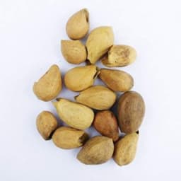 RK Seeds - Gmelina arborea seeds, Gamhar seed, White Teak, Gmelina, goomar teak seeds, Kashmir tree, Malay beechwood seeds, white teak seeds, Yamane, 6