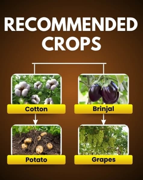 Katyayani Mikochin Chlormequat Chloride 50% SL Plant Growth Regulator for Vegetables, Fruits, and Crops - Image 4