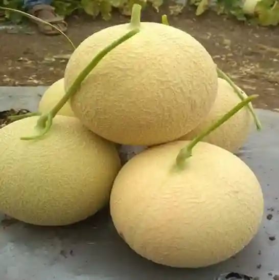Jivit JS 111 F1 Hybrid Muskmelon Seeds, Popular Creamish Netted Color Variety.