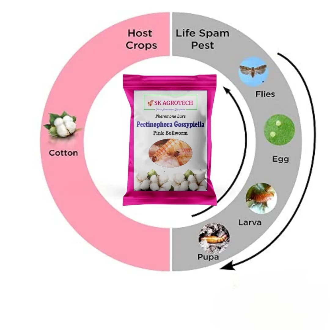 SK Agrotech Pectinophora Gossypiella Pheromone Trap With Lure - Effective Solution For Cotton - Image 7