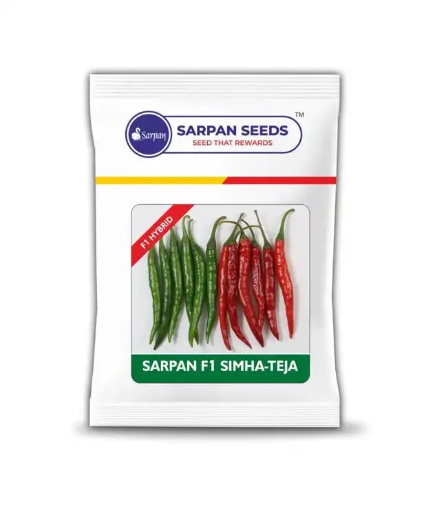 Sarpan F1 Simha Teja Chilli Seeds. Very High Yielding with Dark Green Glossy Fruits.
