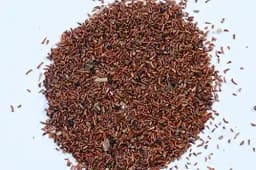 RK Seeds - Eucalyptus camaldulensis -Eucalyptus Seeds -Eucalyptus Camaldulensis, River Red Gum, Murray Red Gum, Red Gum, Eucalyptus Tree Seed 3