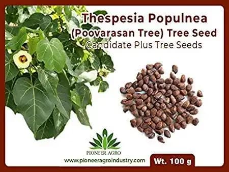 Thespesia Populnea (Poovarasan Tree) Tree Seed, Apple Shaped Fruit