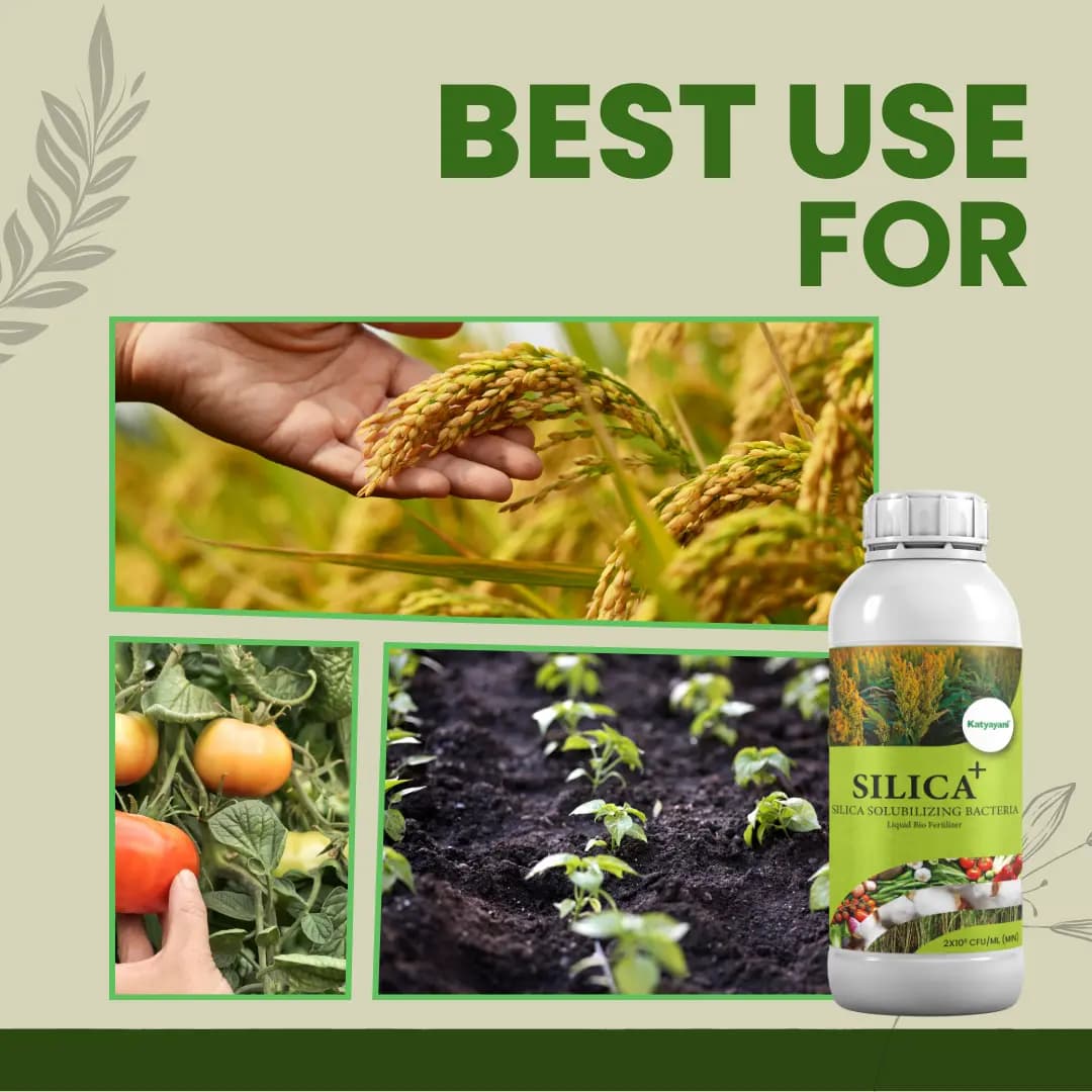Katyayani Silica Plus Silica Solubilizing Bacteria Bio Fertilizer For Enhanced Silica Availability and Improved Plant Strength and Growth - Image 4