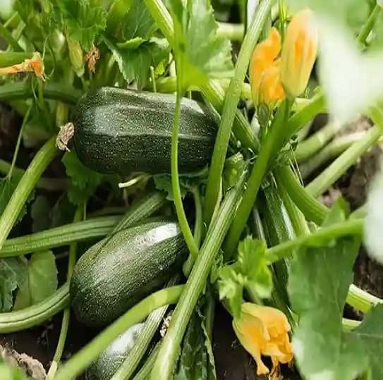 Jivit F1 Hybrid Karan Zucchini Seeds, Dark Green Variety, Vigorous Growing Bush Variety. - Image 2