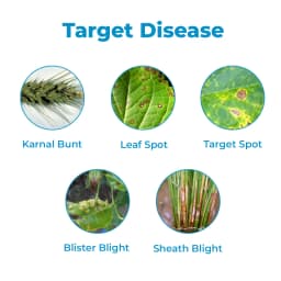 Adama Bumper Propiconazole 25% EC, A Broad Spectrum Systemic Foliar Fungicide. 3
