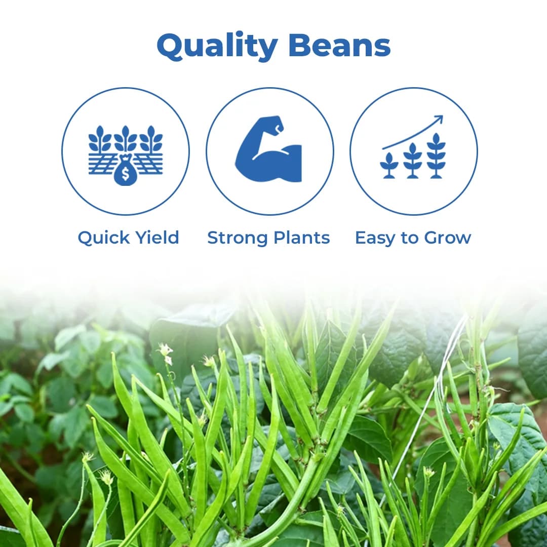 Sarpan Cluster Beans - 201 Seeds, Dark Green Color With Best Germination, For Kharif and Summer - Image 3
