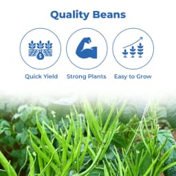 Sarpan Cluster Beans - 201 Seeds, Dark Green Color With Best Germination, For Kharif and Summer 3