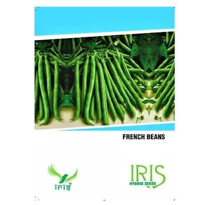 Iris Hybrid Vegetable Seeds French Beans, Chavalicha Shega, Sem Ke Beej, Best For All Season (15 Seeds) - Image 2