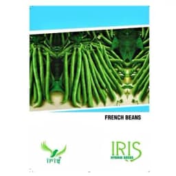 Iris Hybrid Vegetable Seeds French Beans, Chavalicha Shega, Sem Ke Beej, Best For All Season (15 Seeds) 2