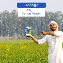 Coromandel HEXASTOP Thiophanate Methyl 70% WP Fungicide, Highly Effective In Controlling Fungal Diseases 5