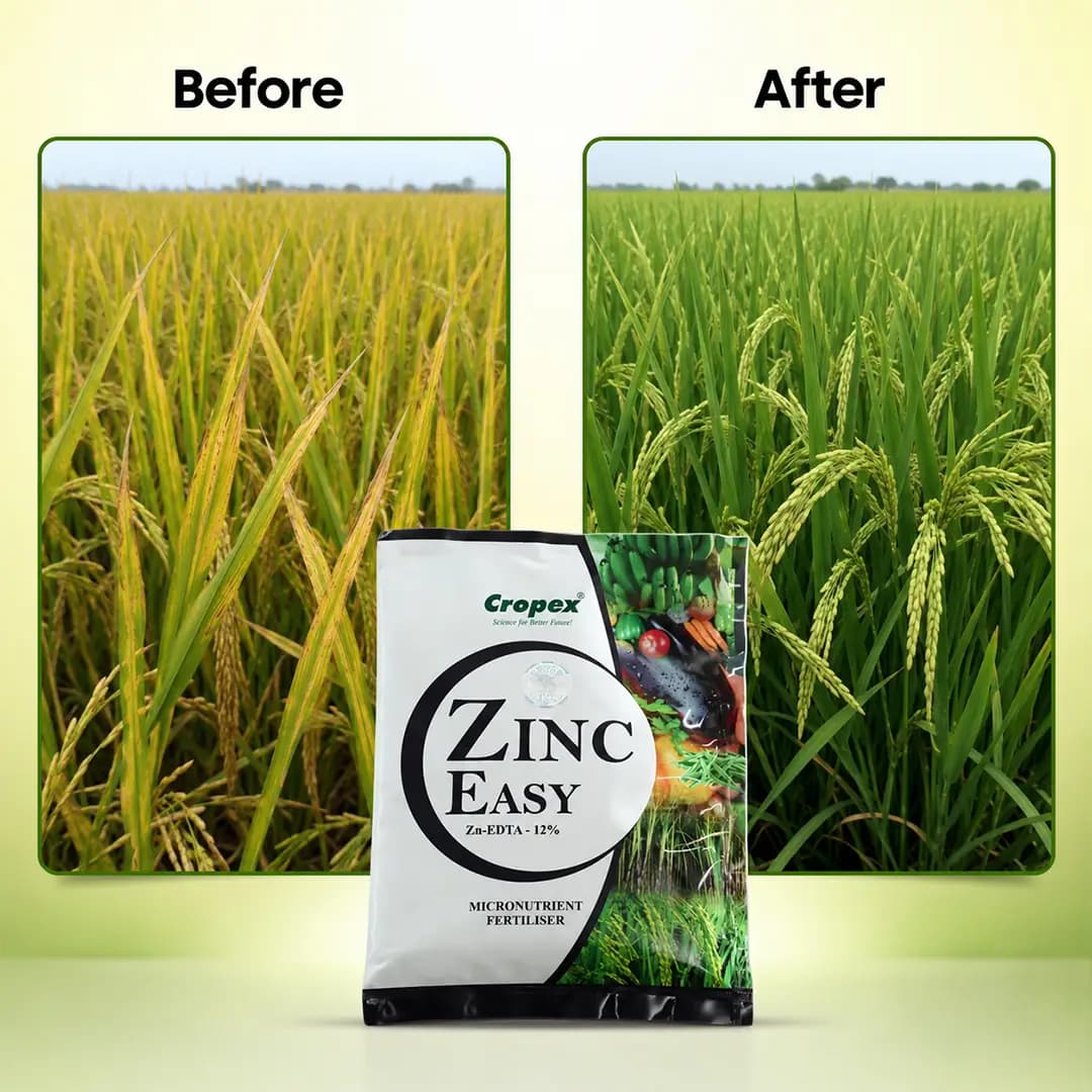 Zinc Easy - Zinc-edta-12% Fertilizer - Image 6