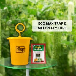 Chipku Pheromone Ecomax Trap With Melon Fly Lure (Bactrocera Cucurbitae) Feeding By The Larvae. For Gourds, Pumpkin, Tomato, Water Melon, Zucchini 2